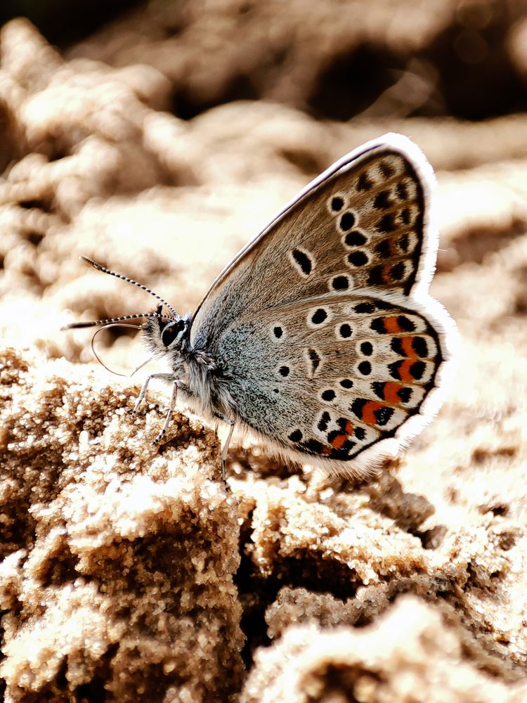 Фотография автора Ирина Линина