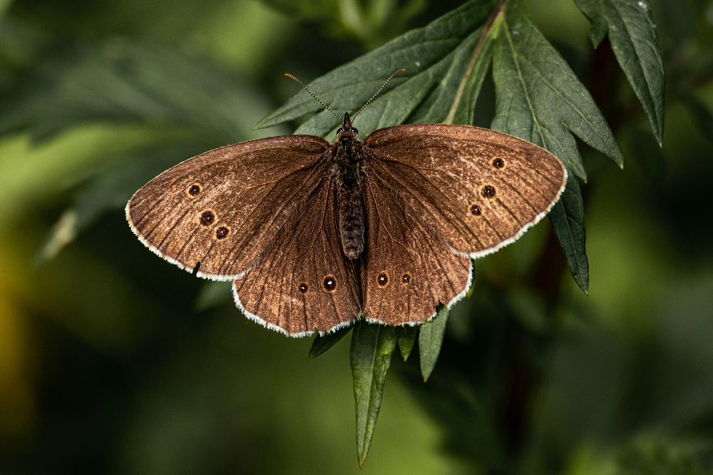 Photograph by БОРИС БЕЛКАНИЯ