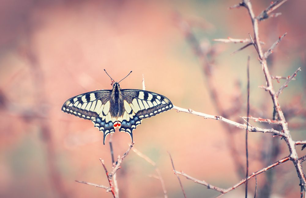 Photograph by Petya Lazarova