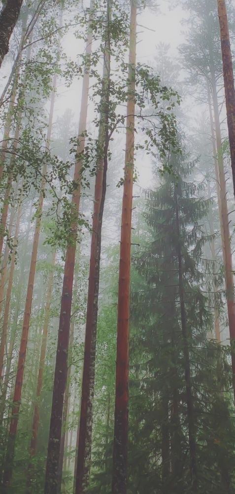 On the wings of silence