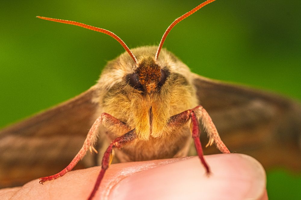 Photograph by БОРИС БЕЛКАНИЯ