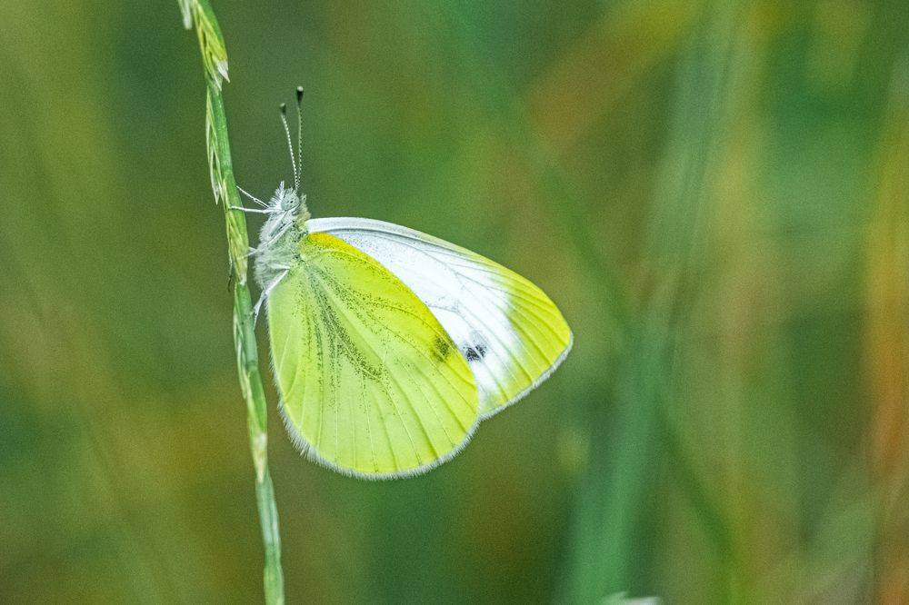 Photograph by БОРИС БЕЛКАНИЯ