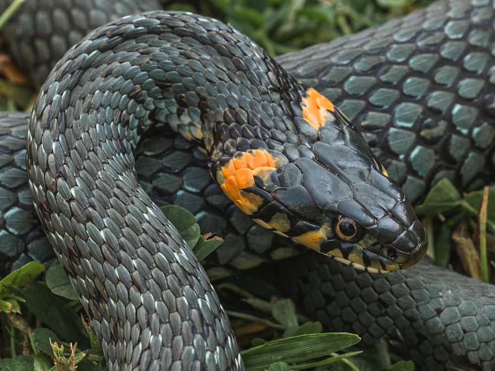 Photograph by БОРИС БЕЛКАНИЯ