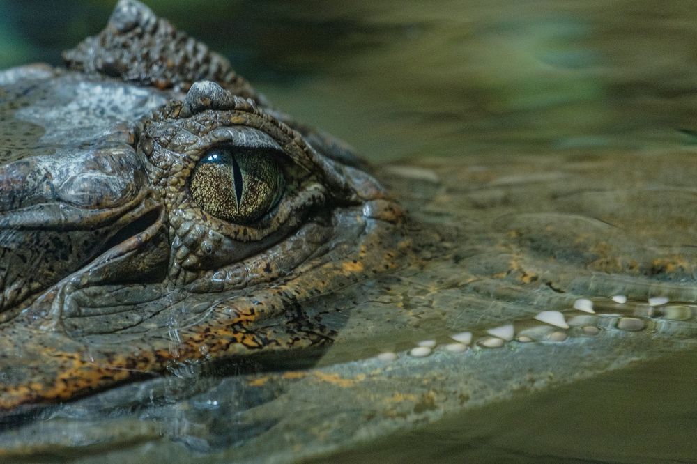 Photograph by БОРИС БЕЛКАНИЯ