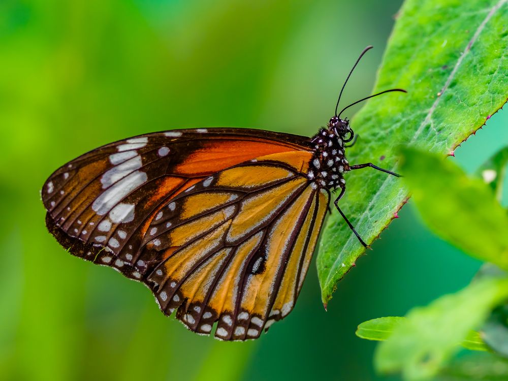 Photograph by Venkat Mangudi