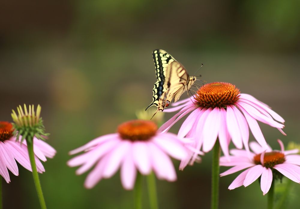 Photograph by Марина Юрченко