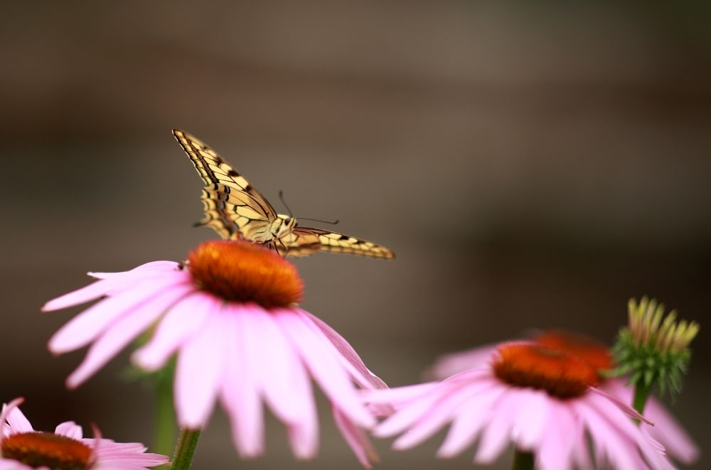 Photograph by Марина Юрченко