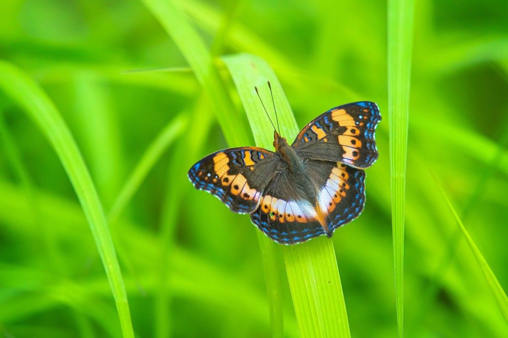 Photograph by Kirkamon Cabello