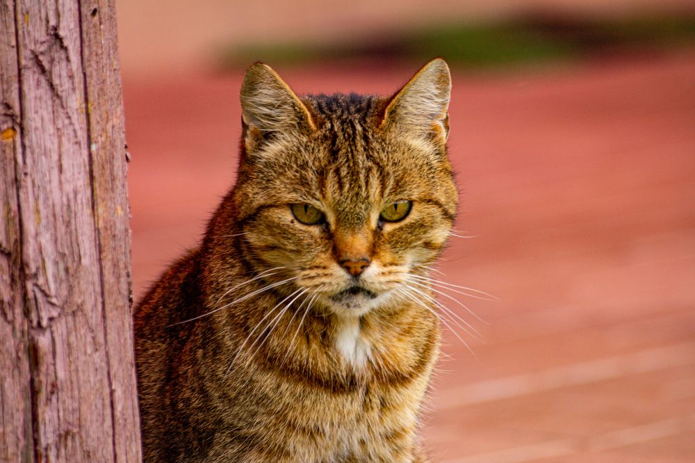 Photograph by Алексей