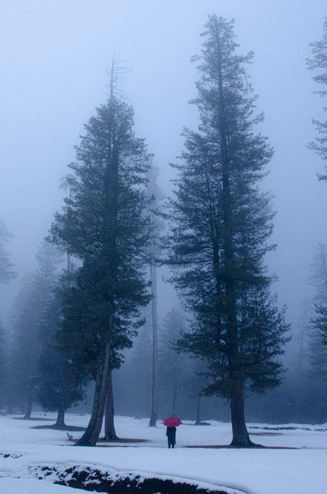 A foggy morning at Lolab Valley, Kashmir