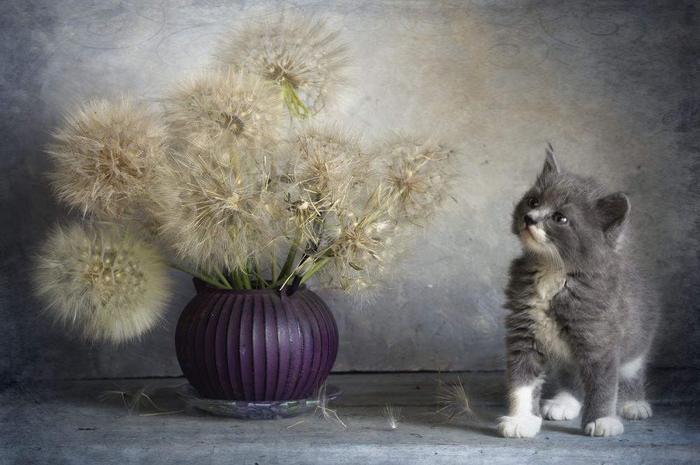 Котики и одуванчики