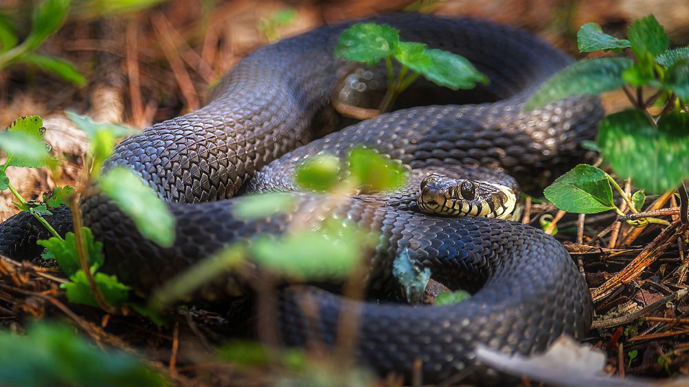 Фотография автора Евгений Ерохин