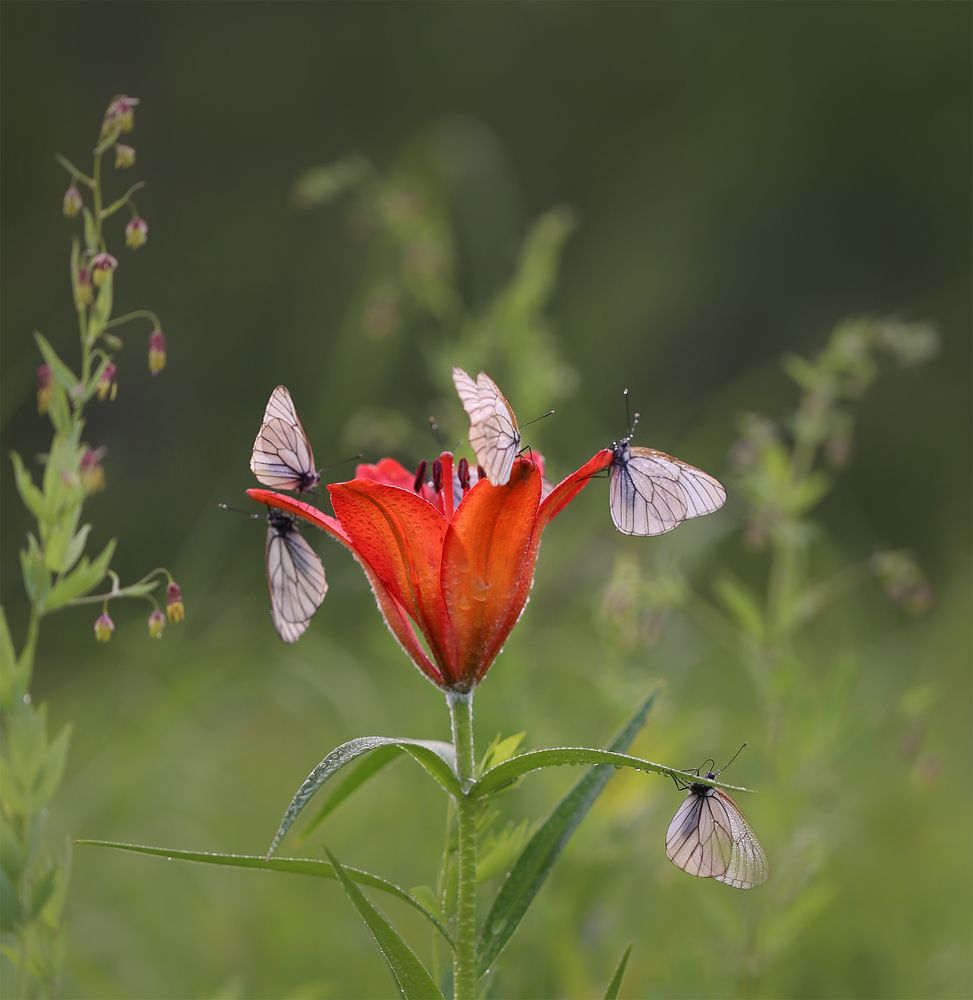 Photograph by Евгения Левина