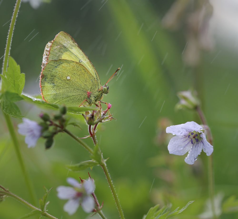 Photograph by Евгения Левина