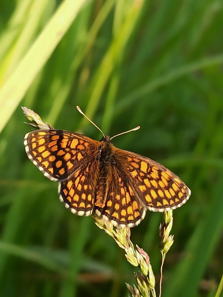 Photograph by Новикова Елена Сергеевна