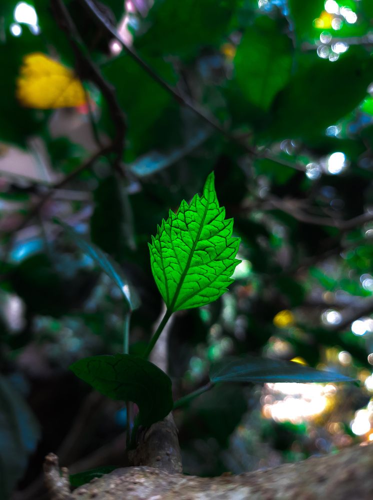 Green leaf