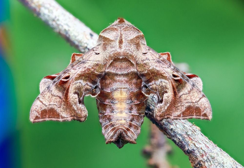 Photograph by Anh Nguyen