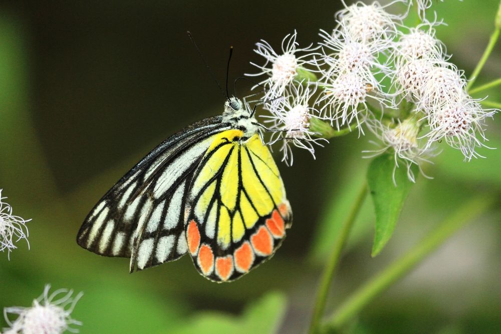 ID: Indian Jezebel Butterfly 
