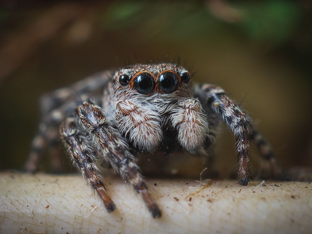 Jumping spider