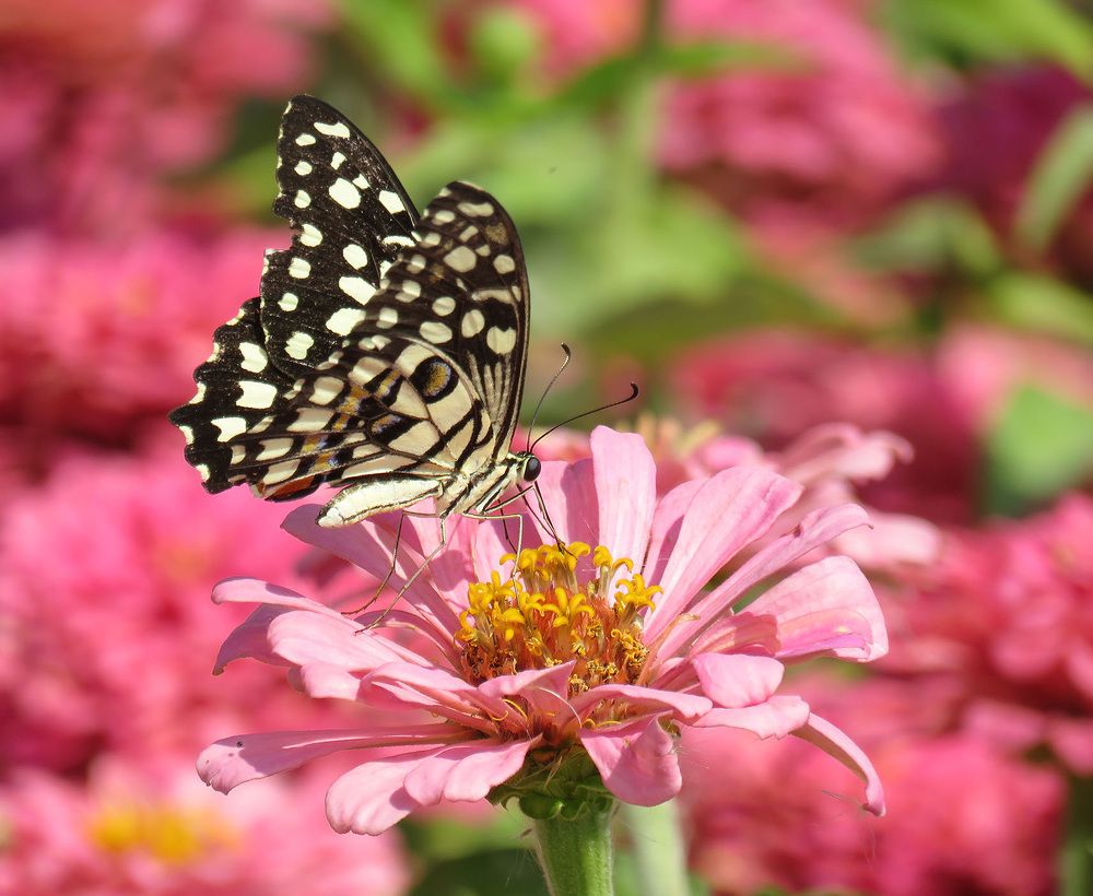 Photograph by sadegh alavi