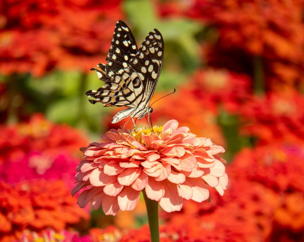 Photograph by sadegh alavi