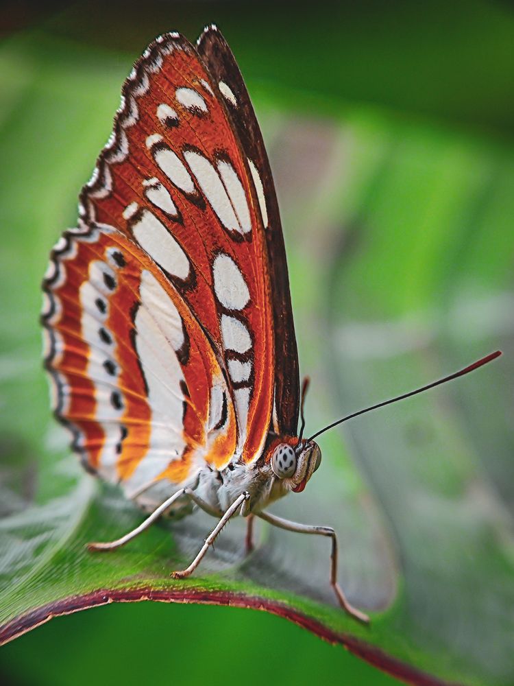 Photograph by Shahrul_Laili