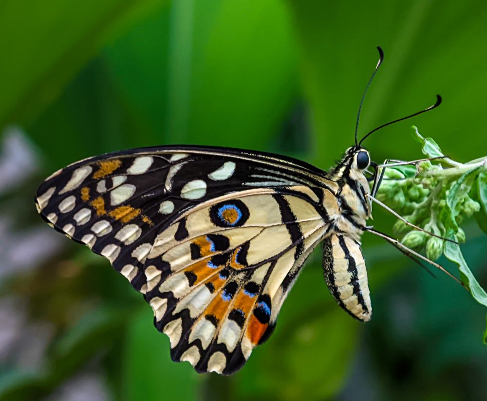 Фотография автора Shahrul_Laili