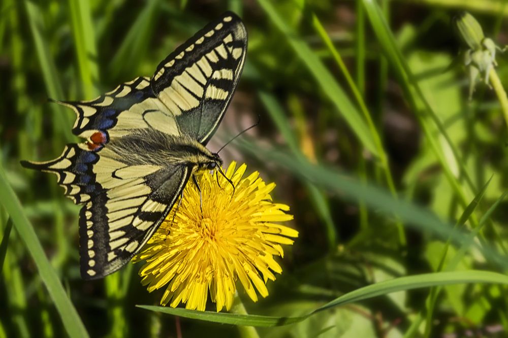 Photograph by Клясюк Галина