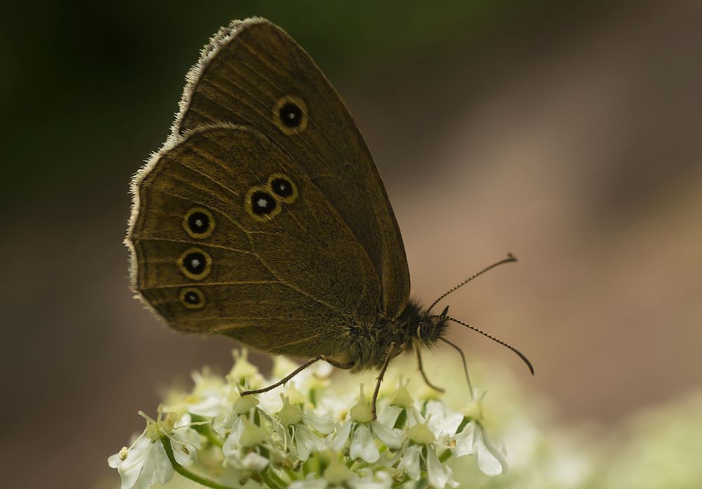 Photograph by Дроздова Наталья