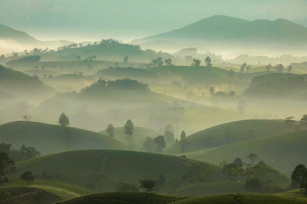 Morning dew covered the Long Coc tea hill