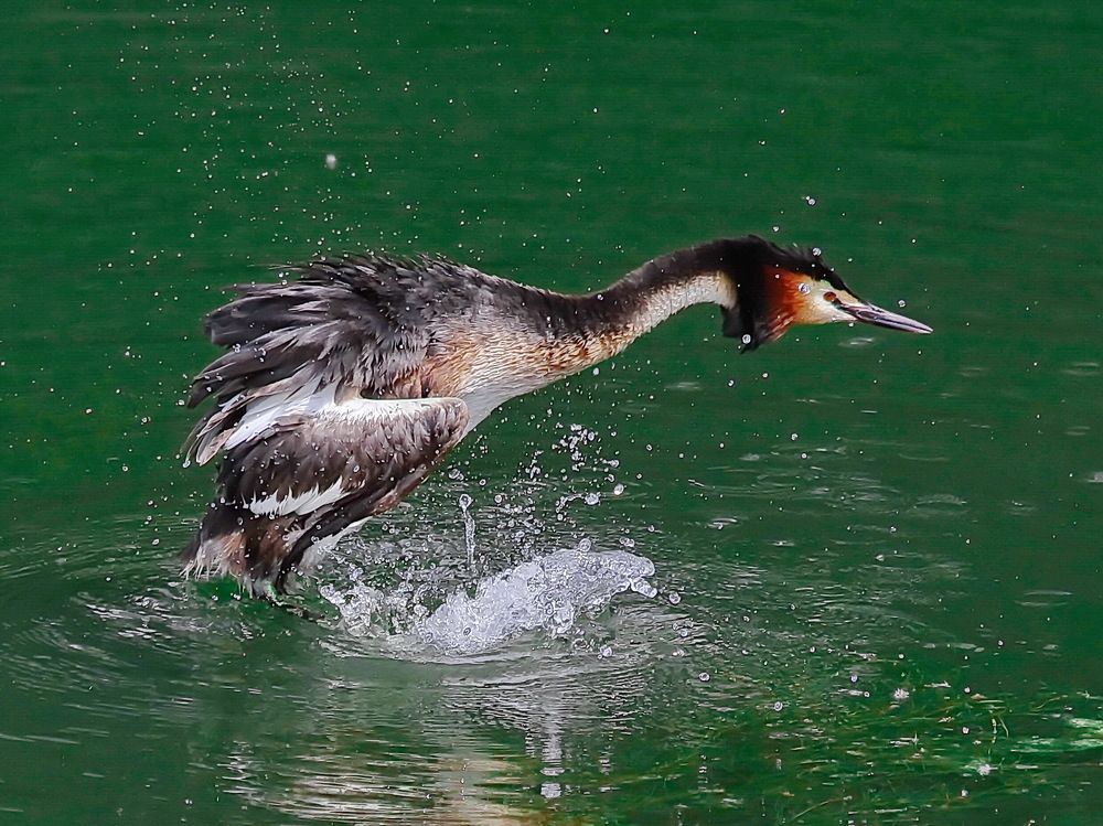 Photograph by Игорь Чеботарёв