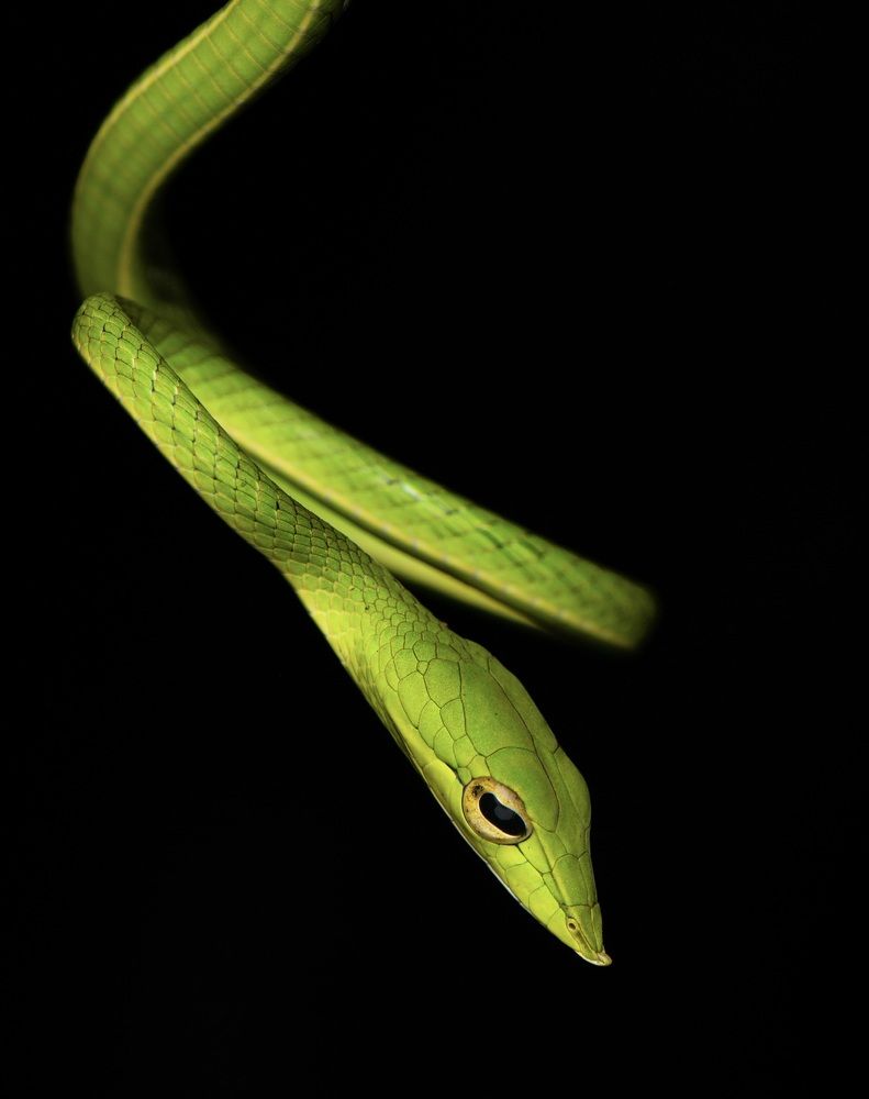 Photograph by SOORAJ NALLOORE