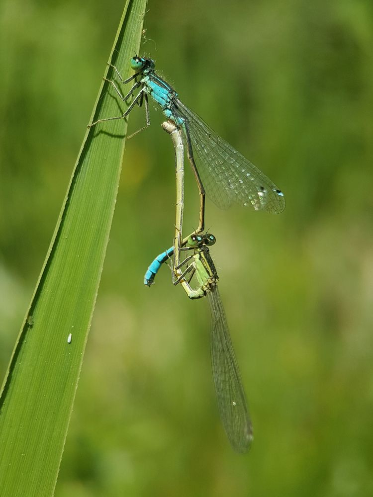Photograph by Mohammad Amin Ghaffari