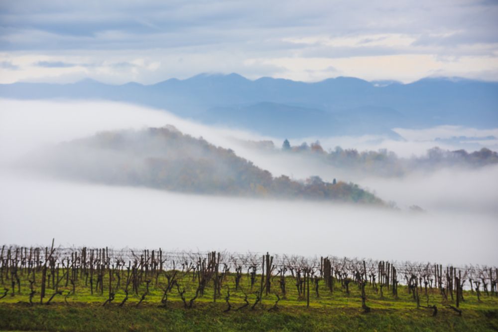 The suspended vineyard