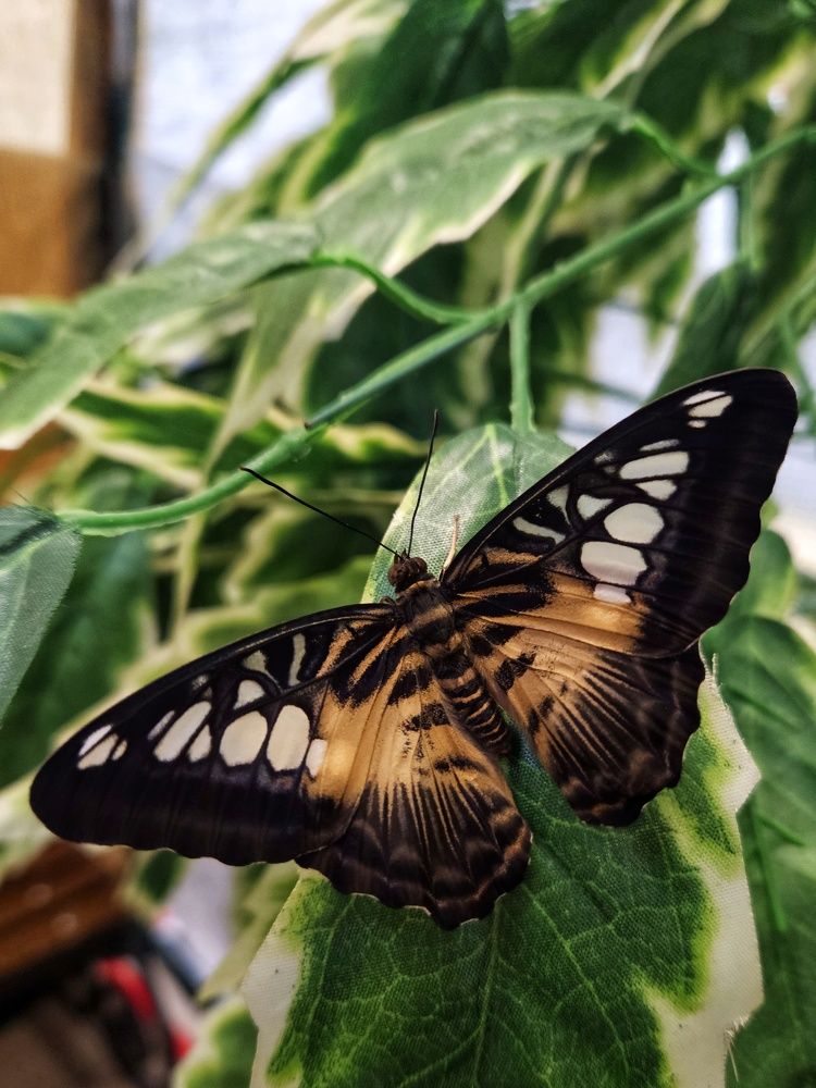 Photograph by Ирина Лучинская