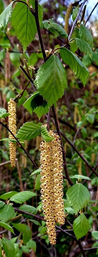 Пробуждение весны.