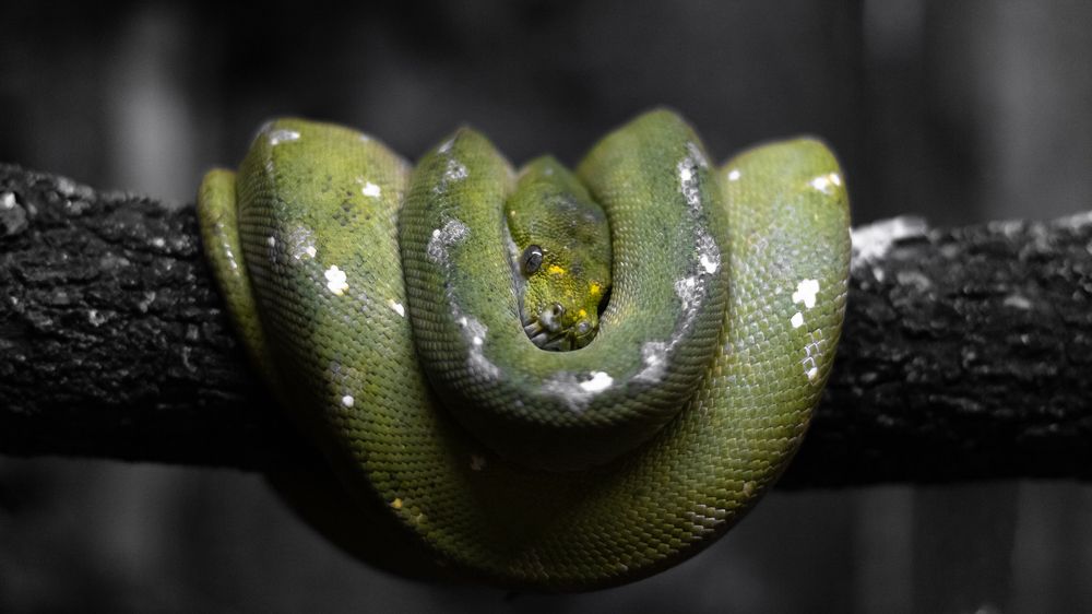 Photograph by Stefano Sthephen