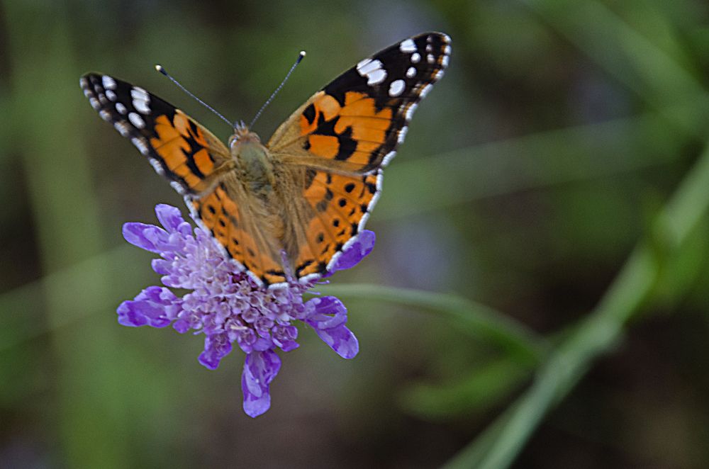 Photograph by Murat Marangoz