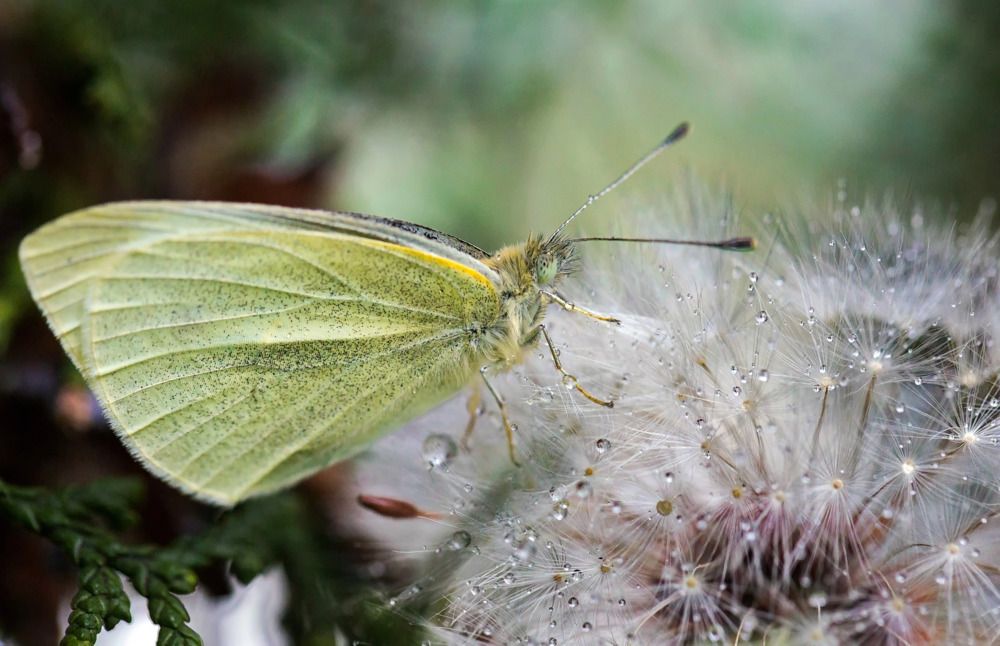 Photograph by Марина Ватанская