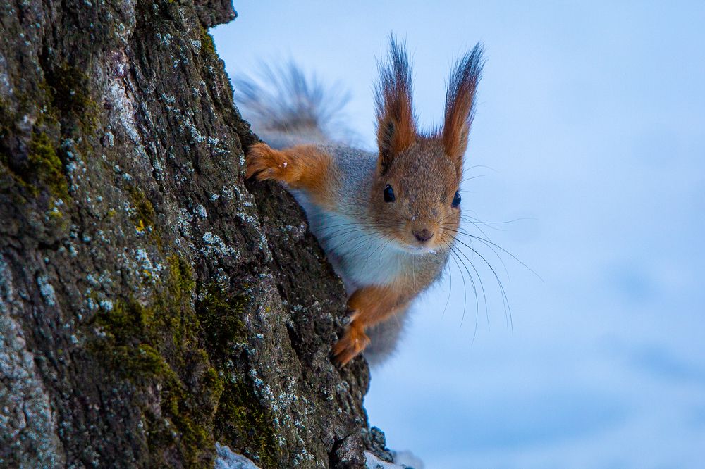 Фотография автора Алексей Новиков