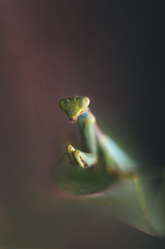 Photograph by Mohammed Oussama