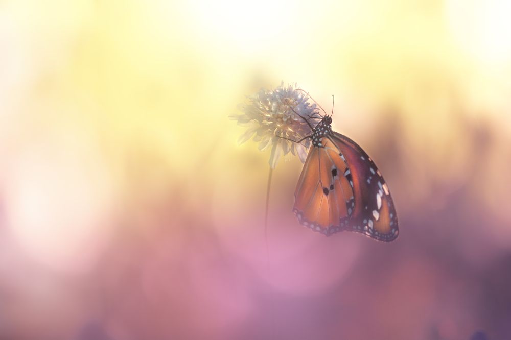 Photograph by Mohammed Oussama