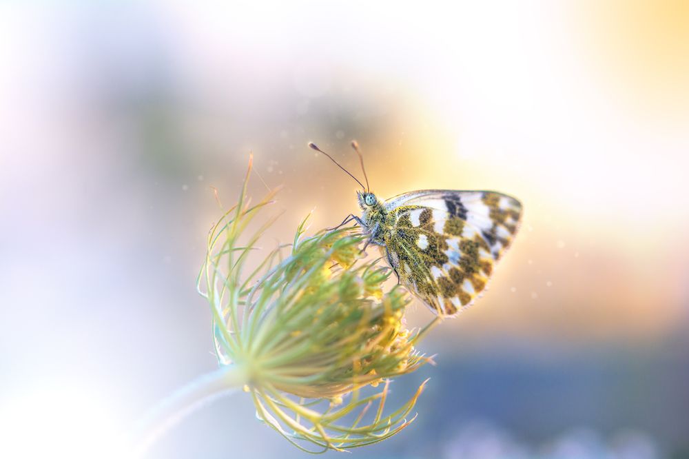 Photograph by Mohammed Oussama