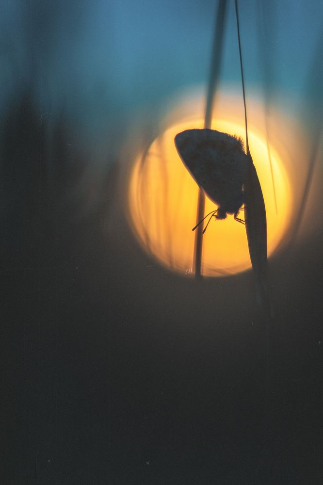 Photograph by Mohammed Oussama