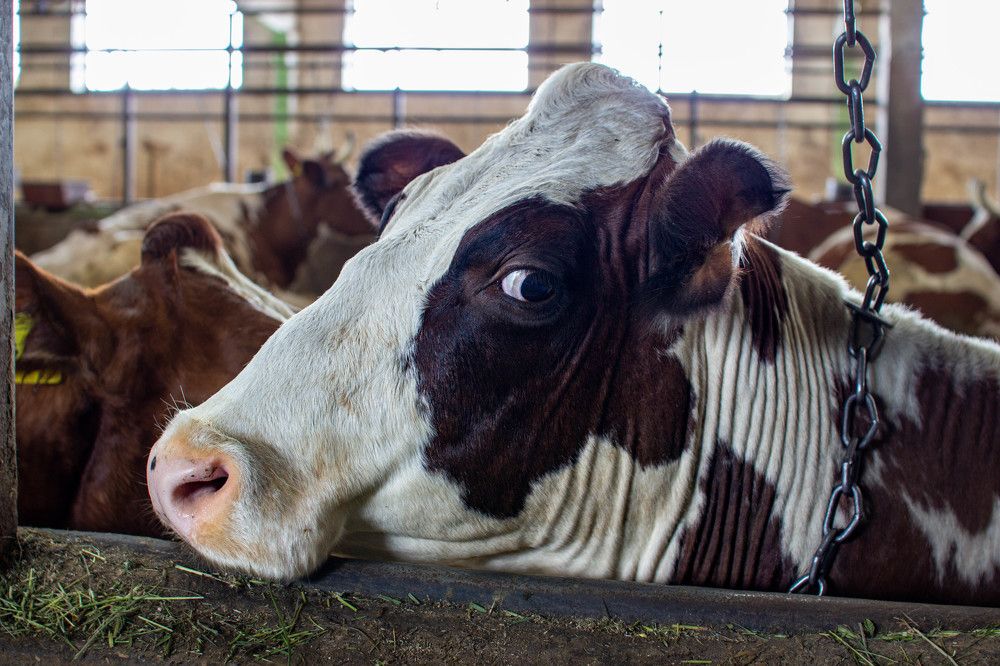 Фотография автора Ирина Гриценко