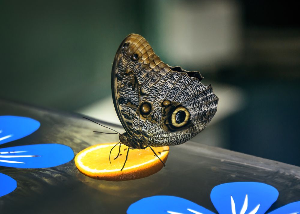 Photograph by Valery Pegushev