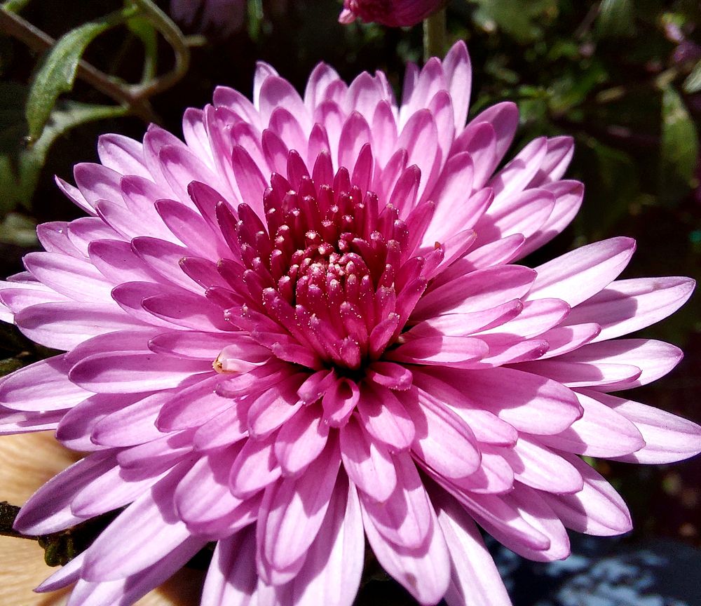 Photograph by Юлия Сахарова