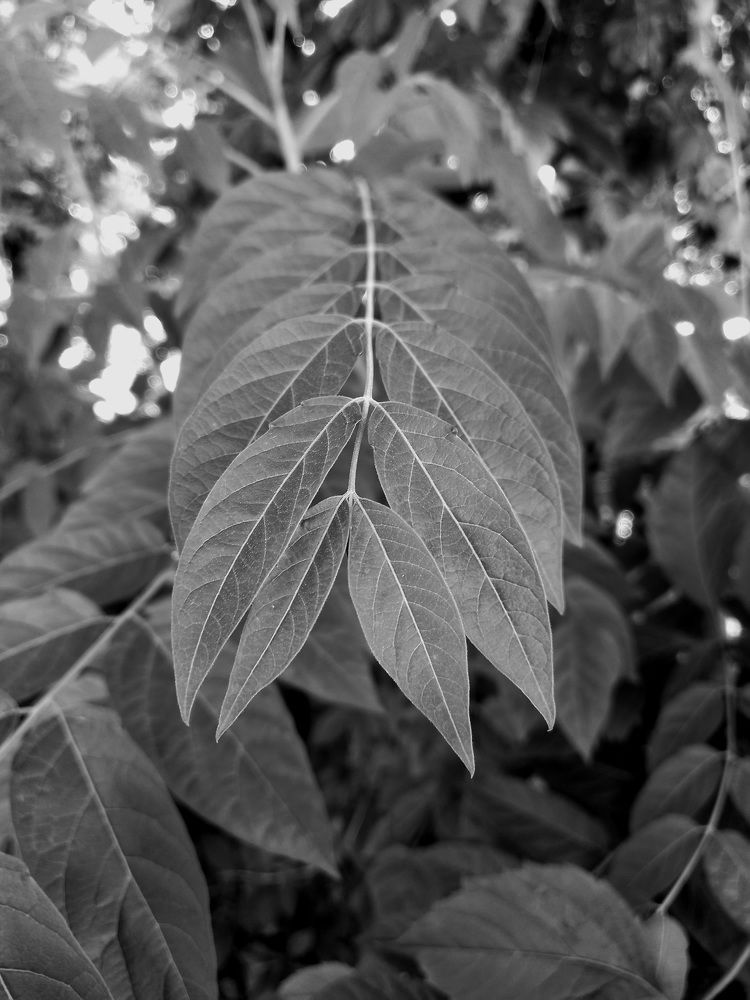 Photograph by Наталья Покрепина