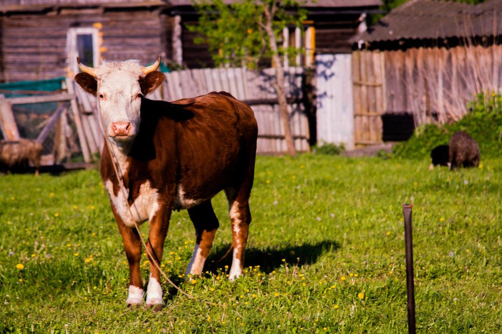 Photograph by Василина