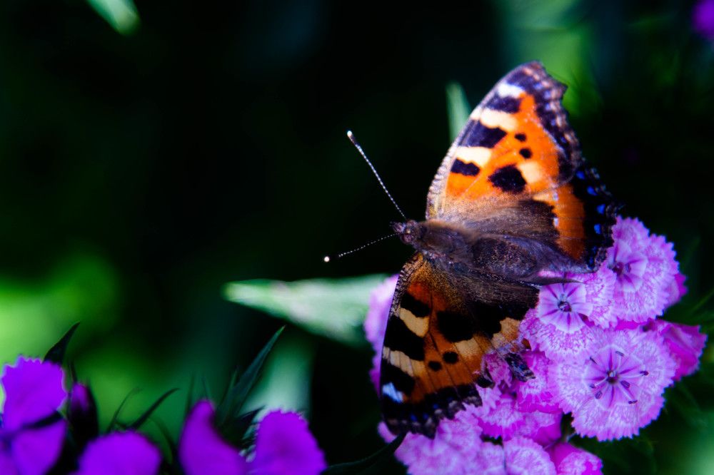 Photograph by Василина